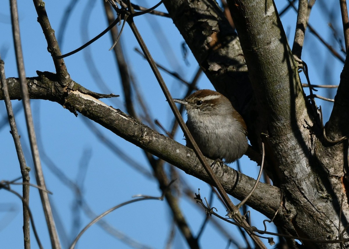 Bewick's Wren (spilurus Group) - ML646003732