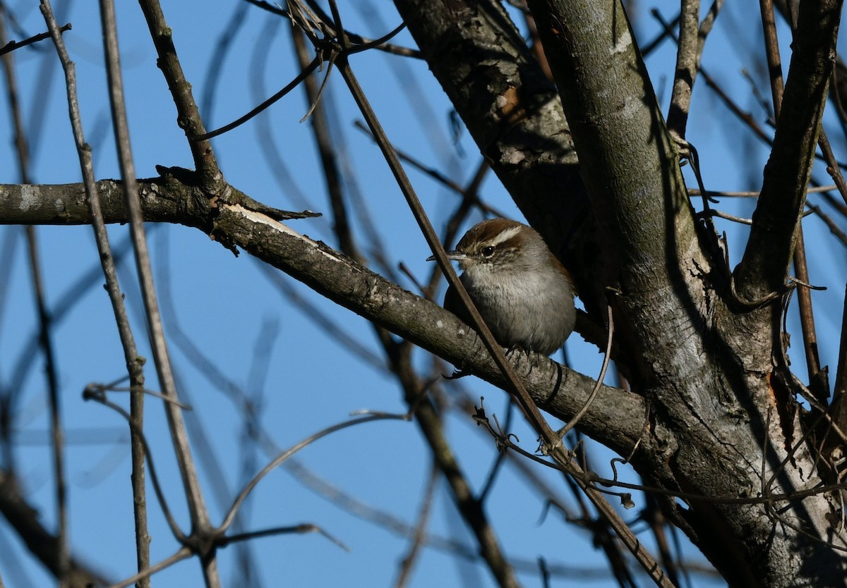 Bewick's Wren (spilurus Group) - ML646003733