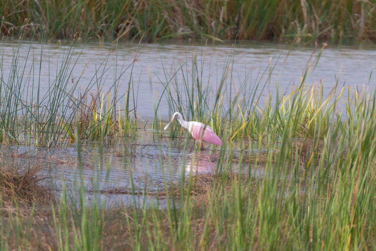 Roseate Spoonbill - ML646003740