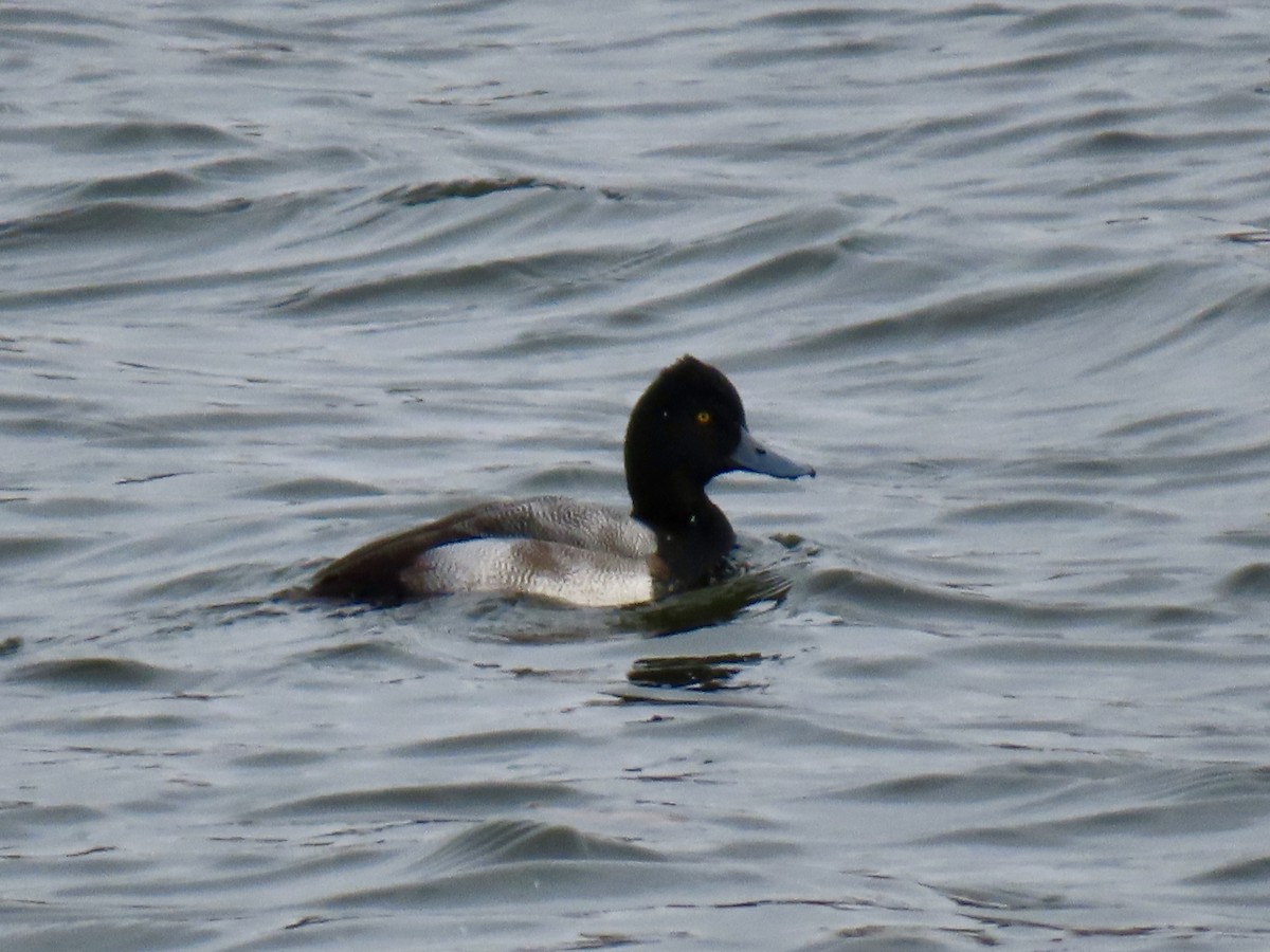 Lesser Scaup - ML646003742