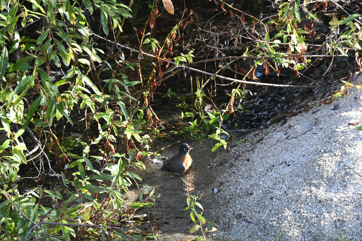 American Robin - ML646003746