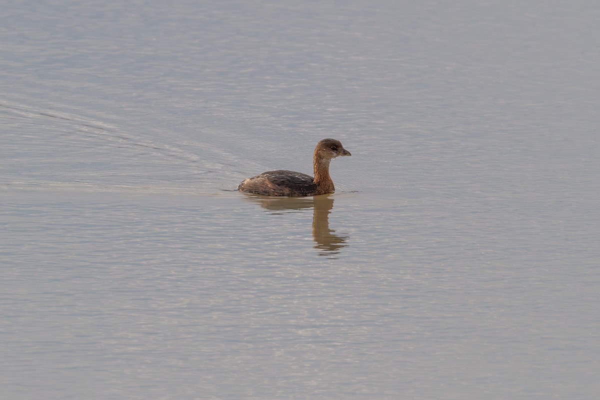 Pied-billed Grebe - ML646003749