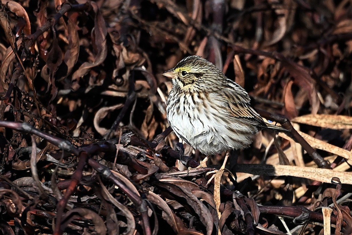 Savannah Sparrow - ML646003752