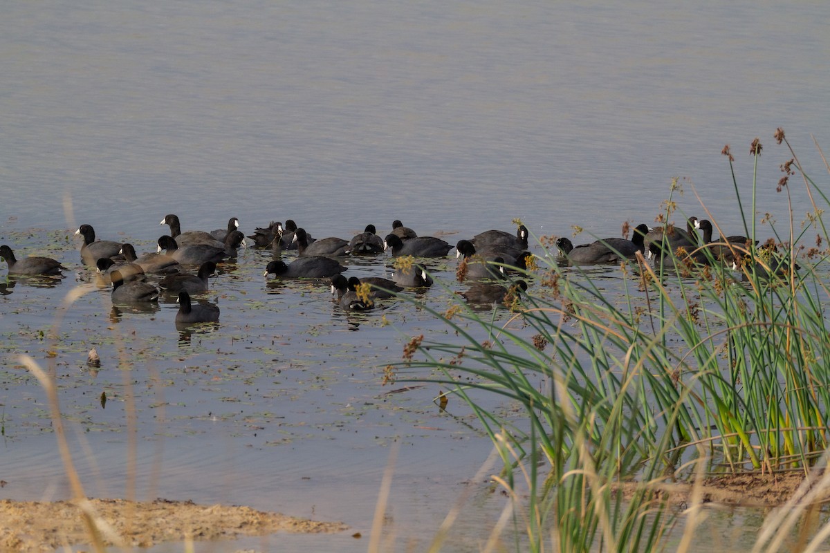 American Coot - ML646003759