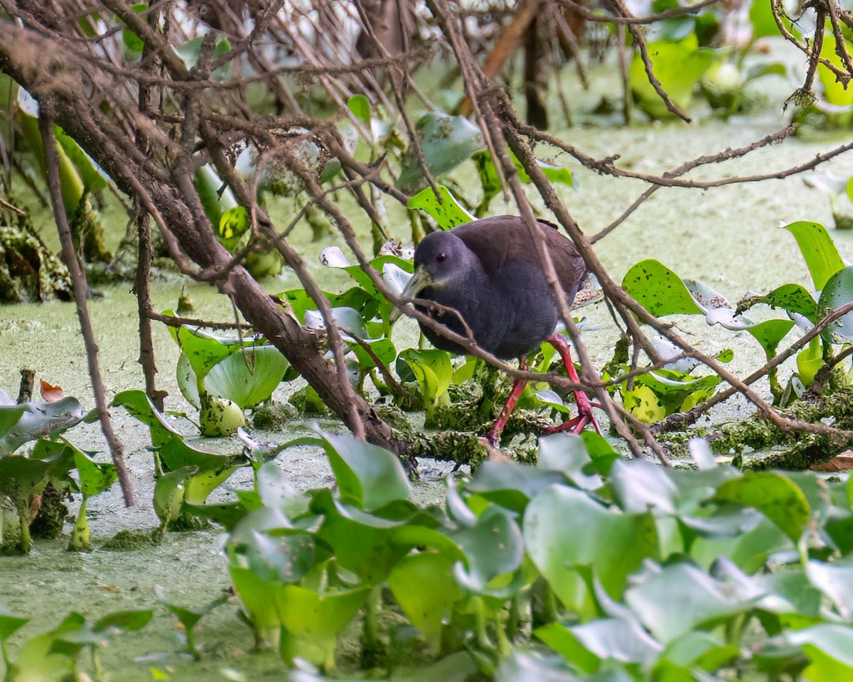 Râle noirâtre - ML646003767