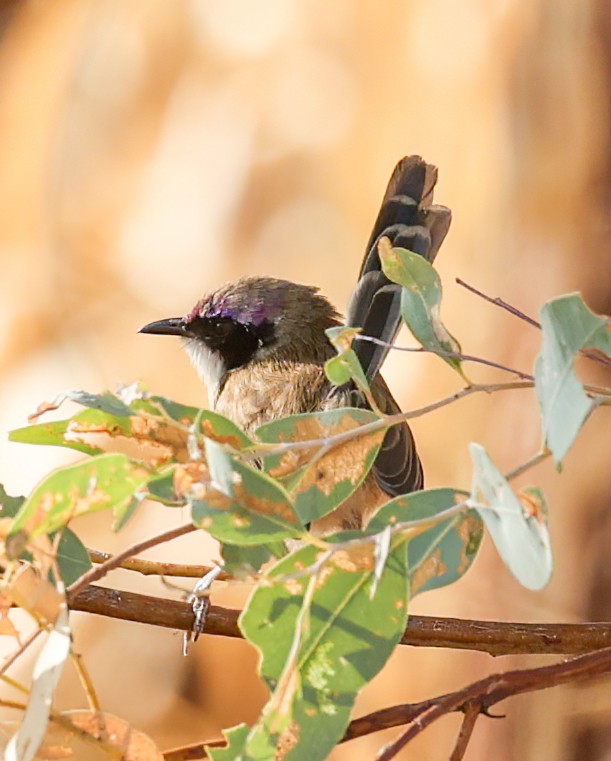 Малюр фіолетовоголовий - ML646003771