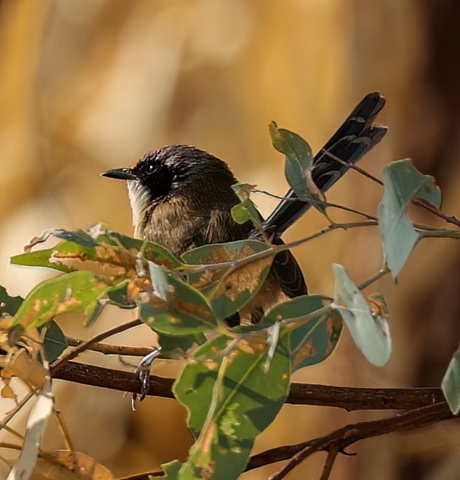 Малюр фіолетовоголовий - ML646003772