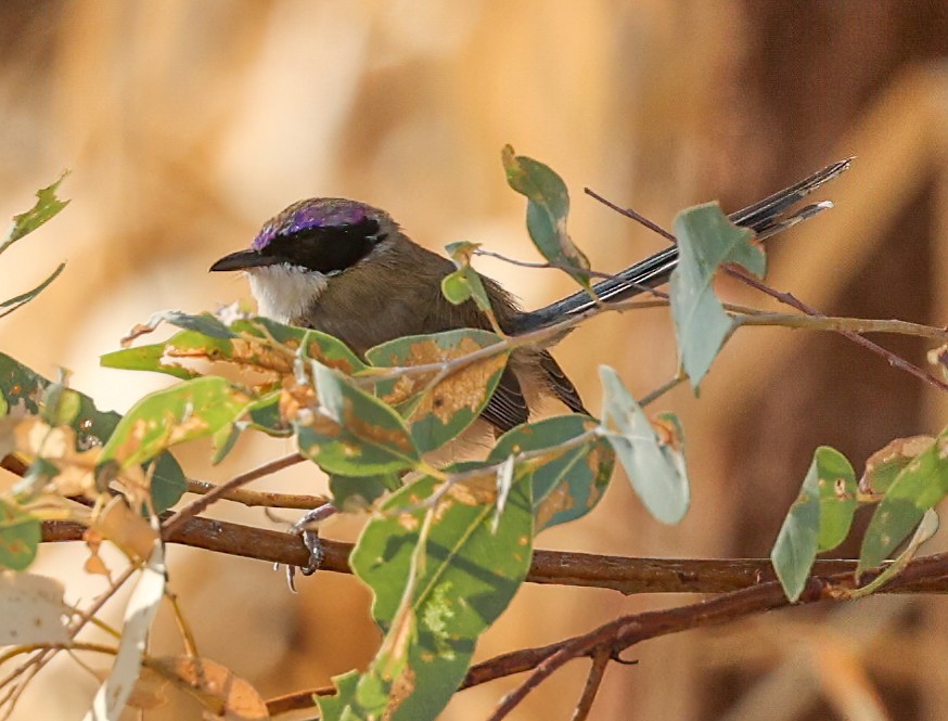 Малюр фіолетовоголовий - ML646003773