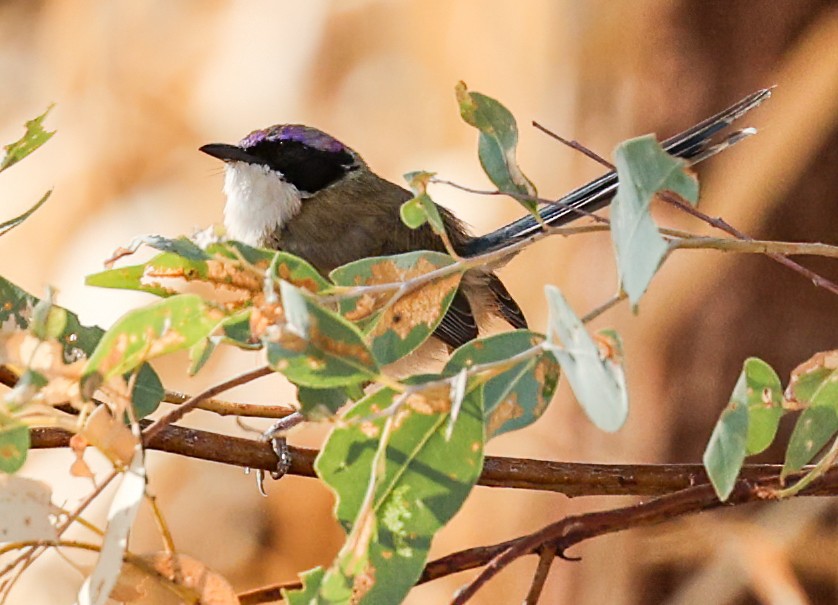 Малюр фіолетовоголовий - ML646003774