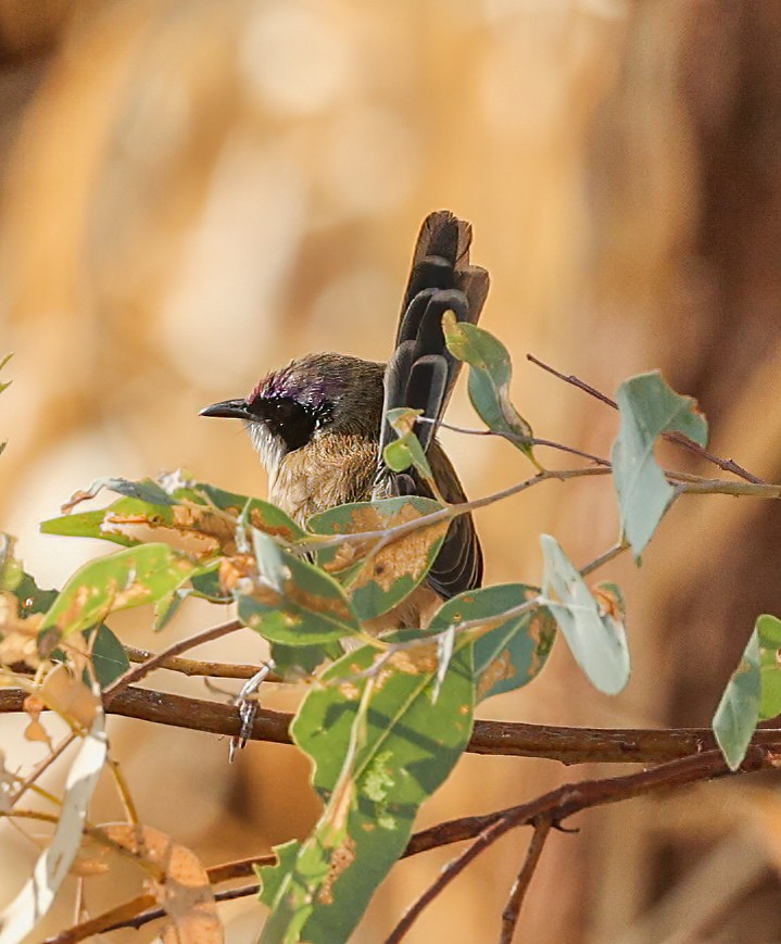 Малюр фіолетовоголовий - ML646003775