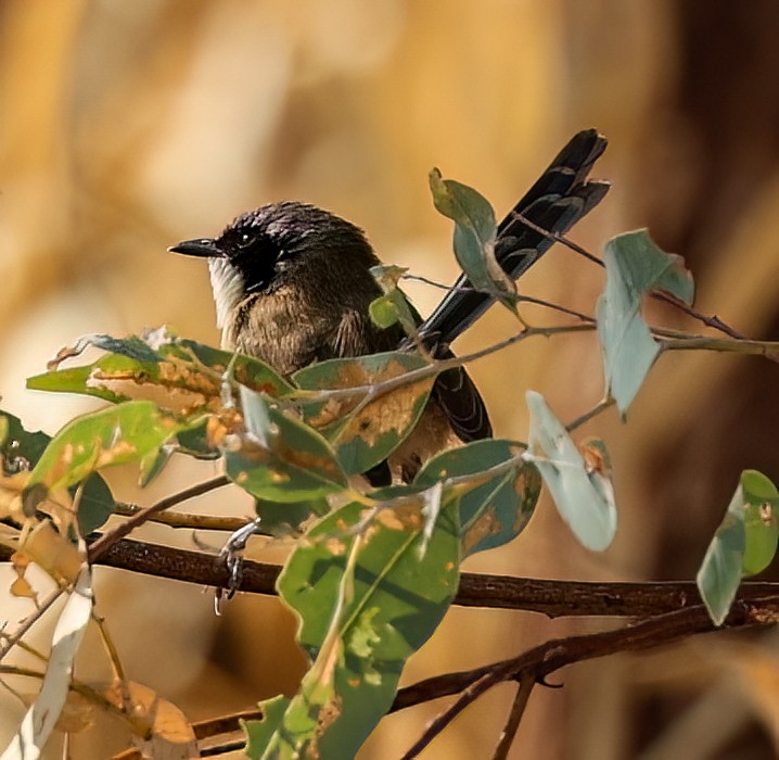 Малюр фіолетовоголовий - ML646003776