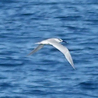 Sandwich Tern - ML646003777