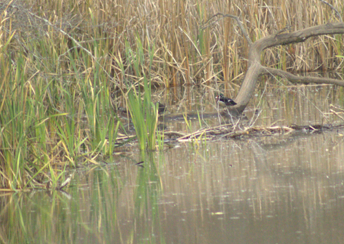 Wood Duck - ML646003783