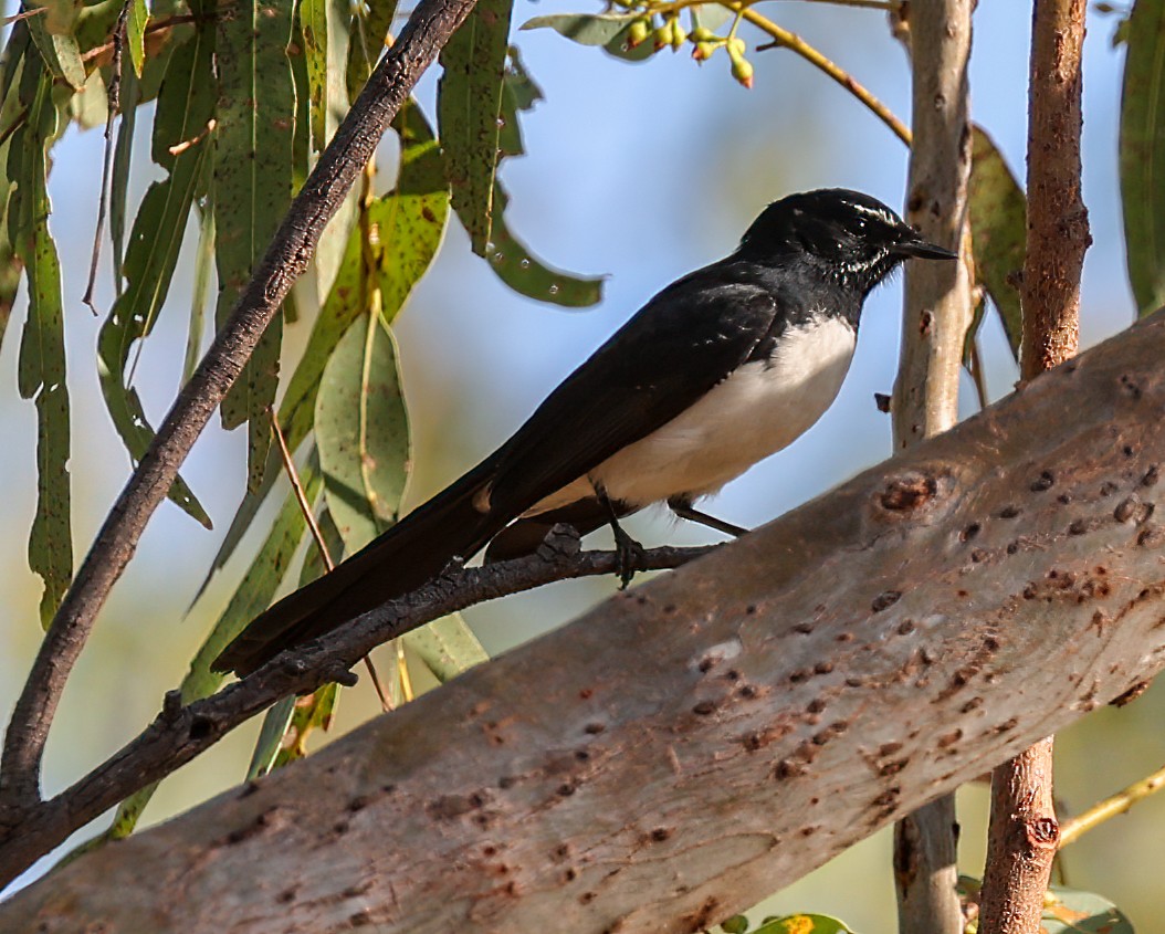 Willie-wagtail - ML646003787