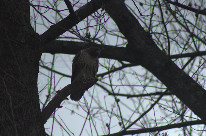 Red-tailed Hawk - ML646003788