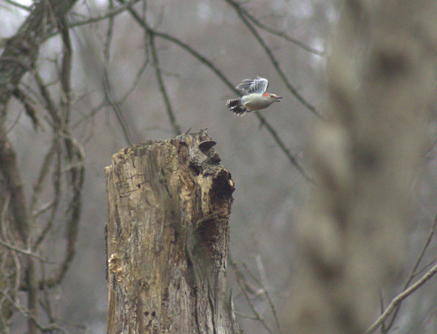 Red-bellied Woodpecker - ML646003795