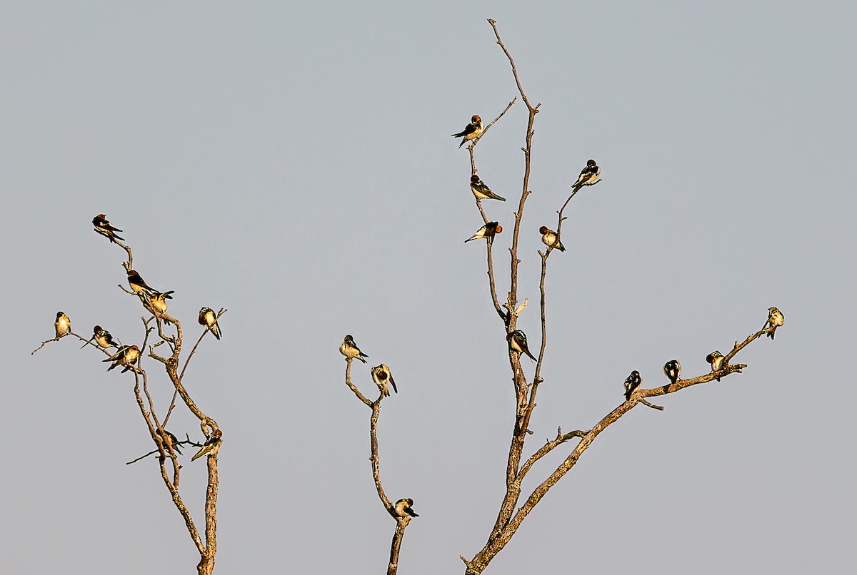 Ariel enara - ML646003801