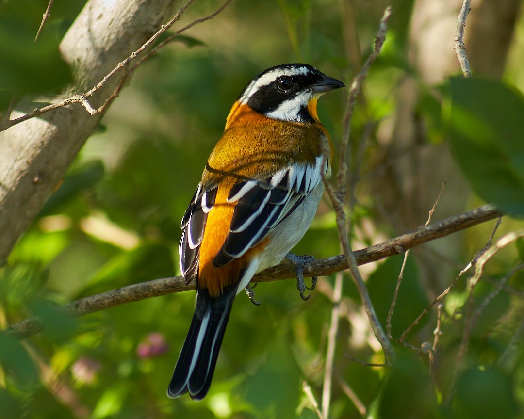 Western Spindalis - ML646003803