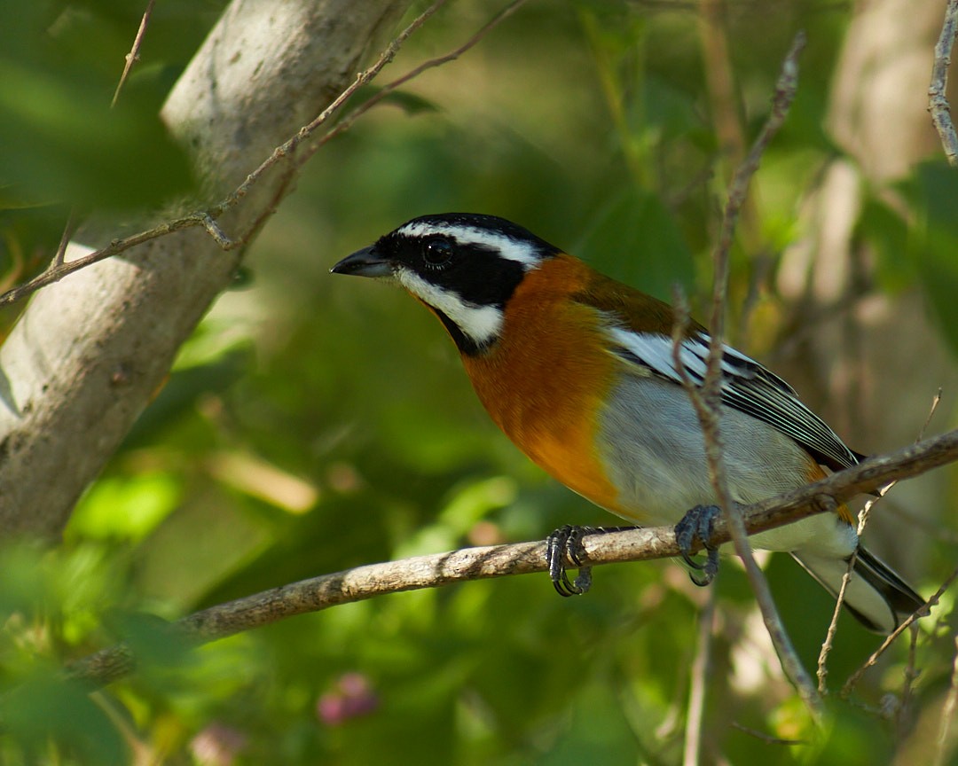 Western Spindalis - ML646003804