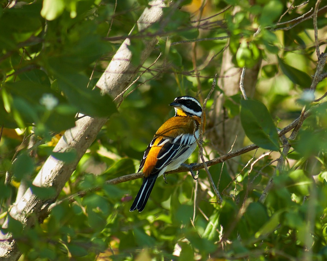 Western Spindalis - ML646003805