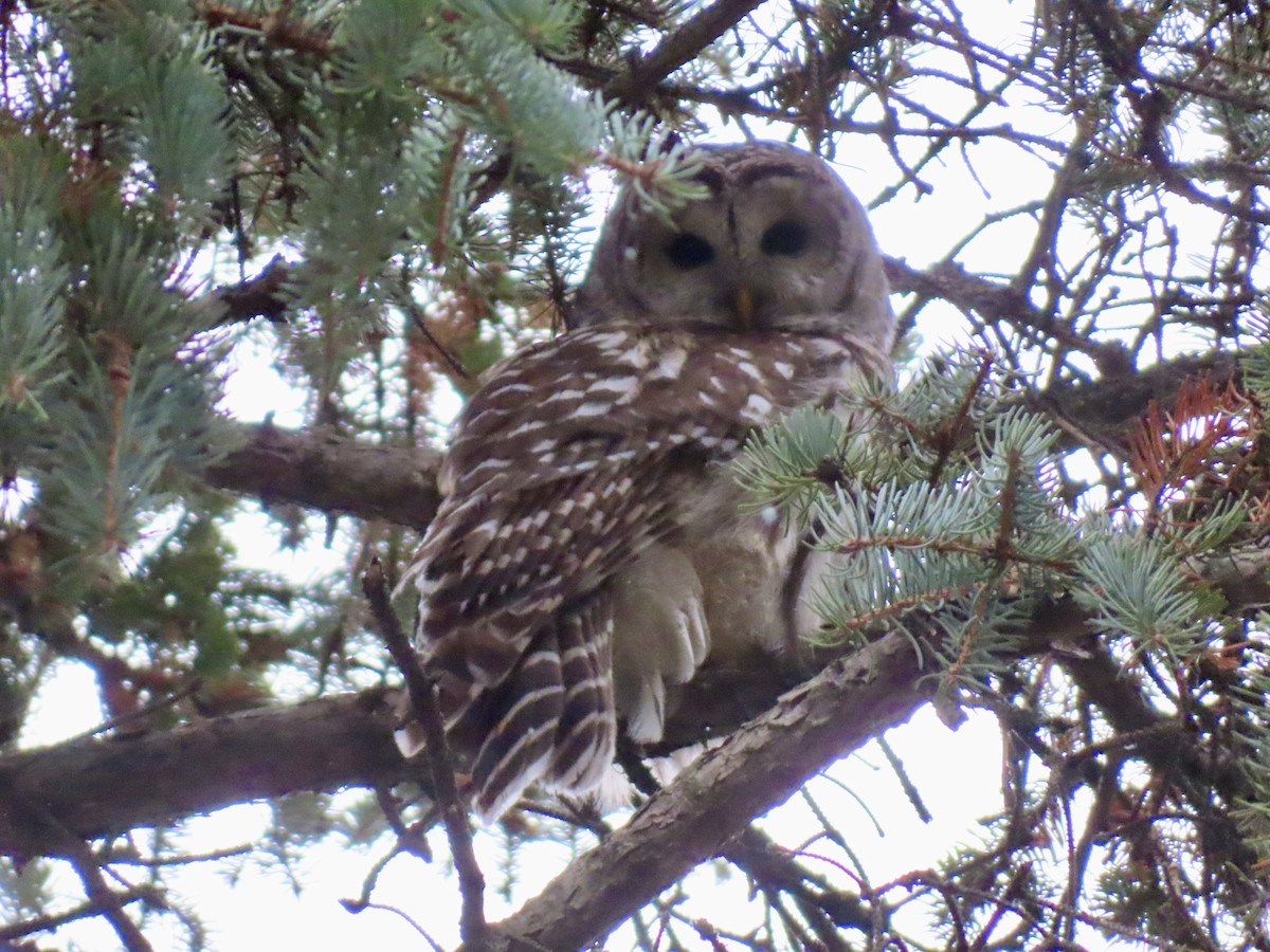 Barred Owl - ML646003808