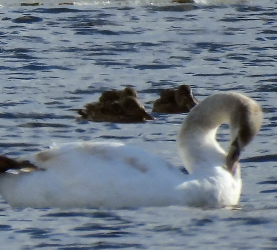 琵嘴鴨 - ML646003810