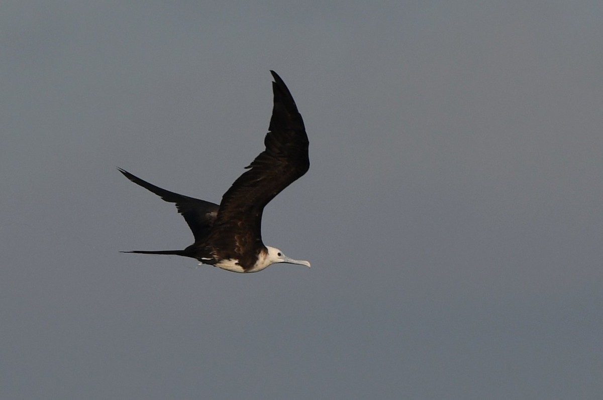Magnificent Frigatebird - ML646003811