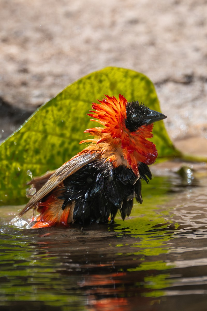 Northern Red Bishop - ML646003812
