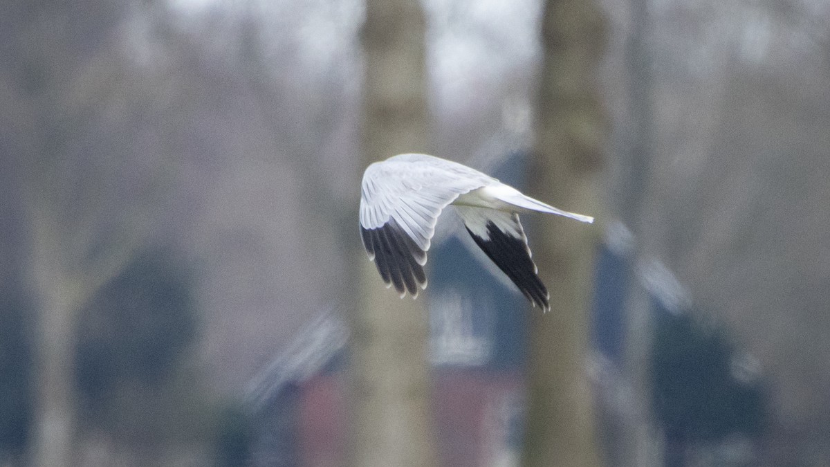 灰澤鵟 - ML646003813