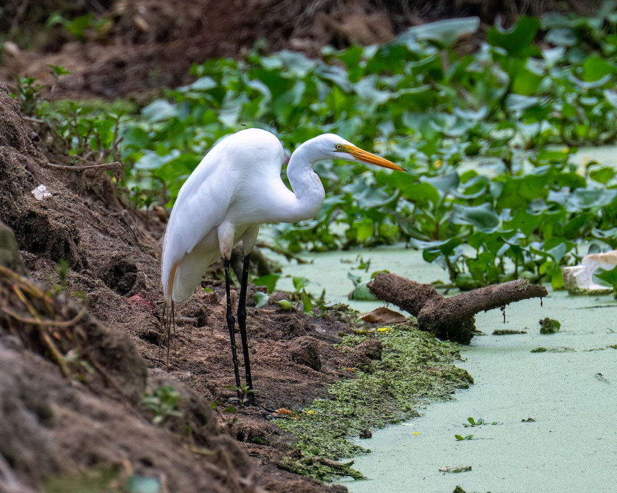 大白鷺 - ML646003816