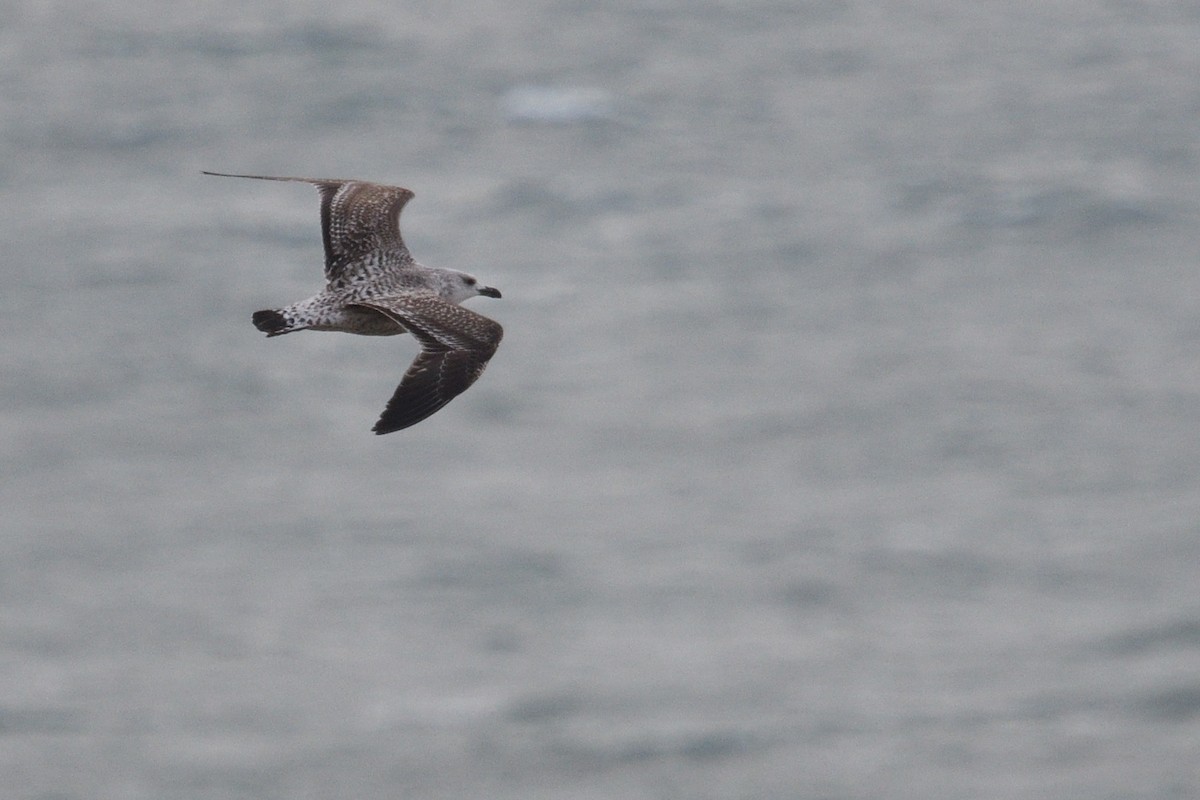 Yellow-legged Gull - ML646003817