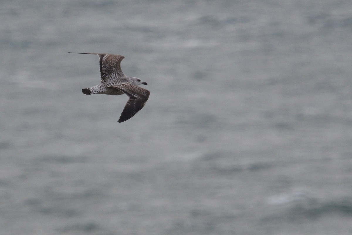 Yellow-legged Gull - ML646003818