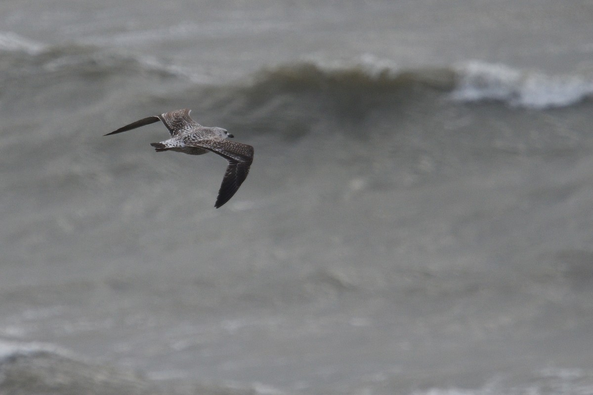 Yellow-legged Gull - ML646003819