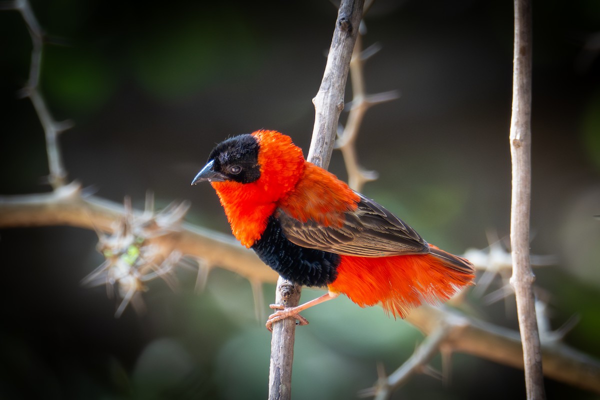Northern Red Bishop - ML646003820