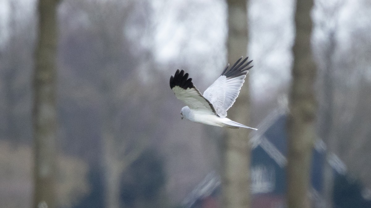 灰澤鵟 - ML646003822