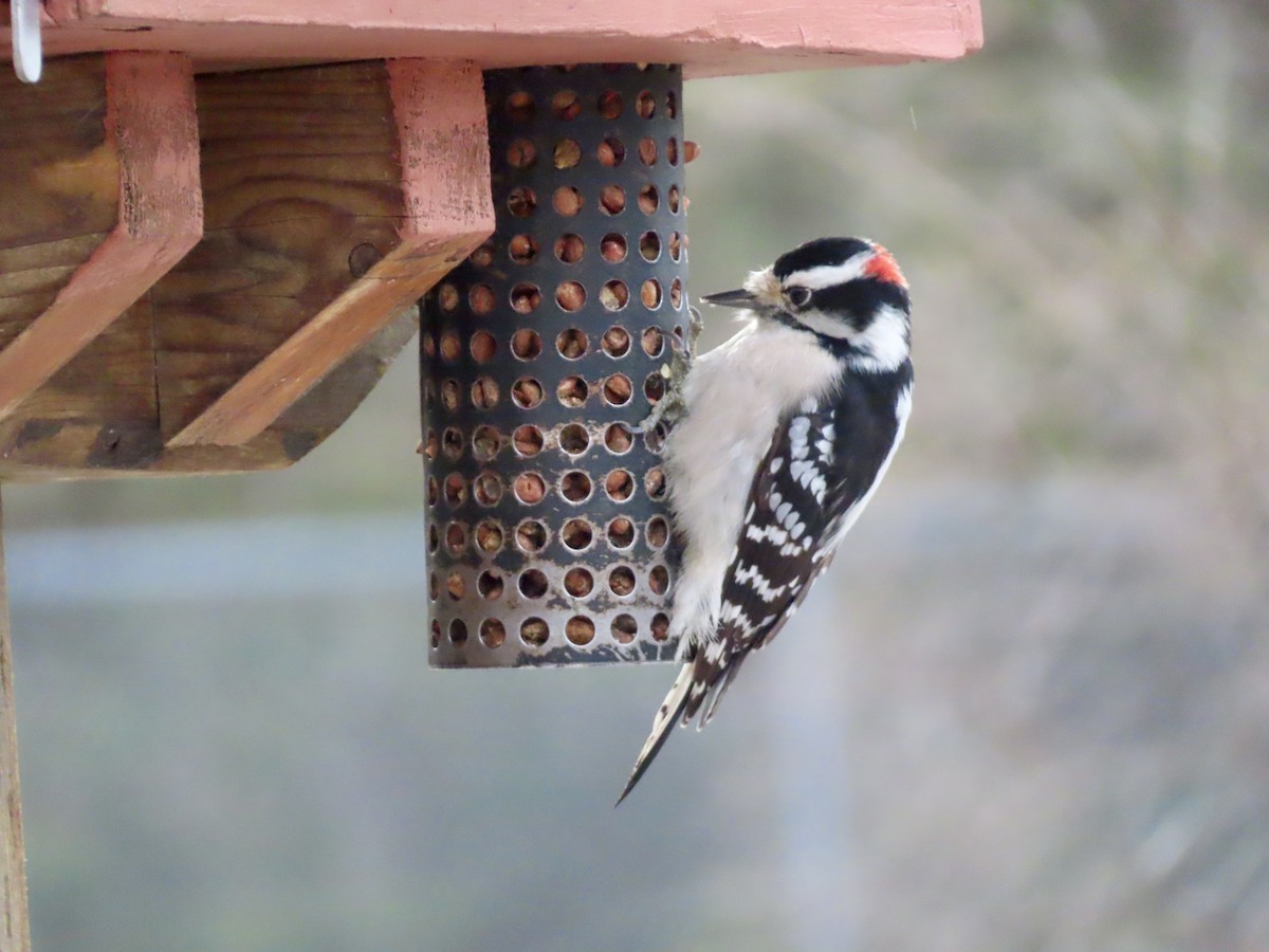 Downy Woodpecker - ML646003824