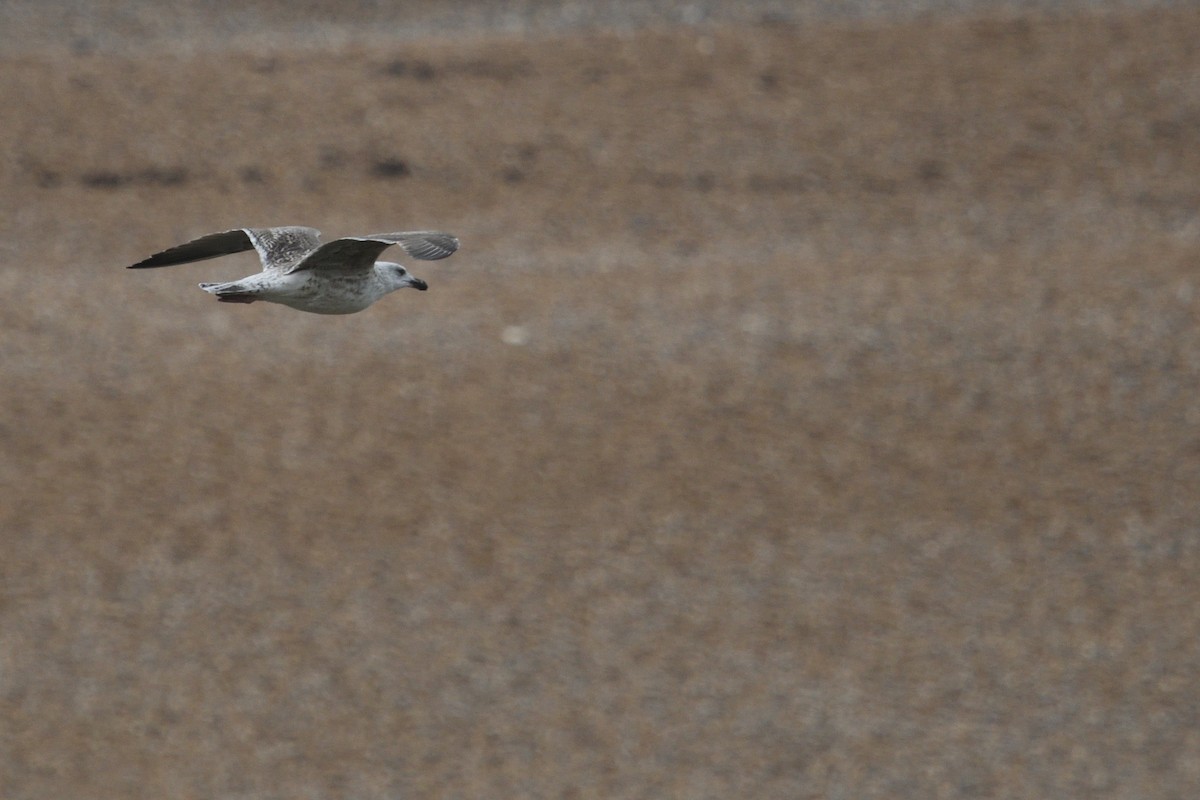Great Black-backed Gull - ML646003826