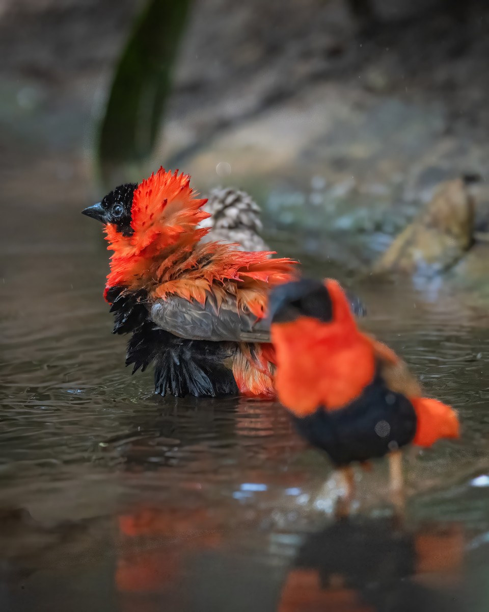 Northern Red Bishop - ML646003827