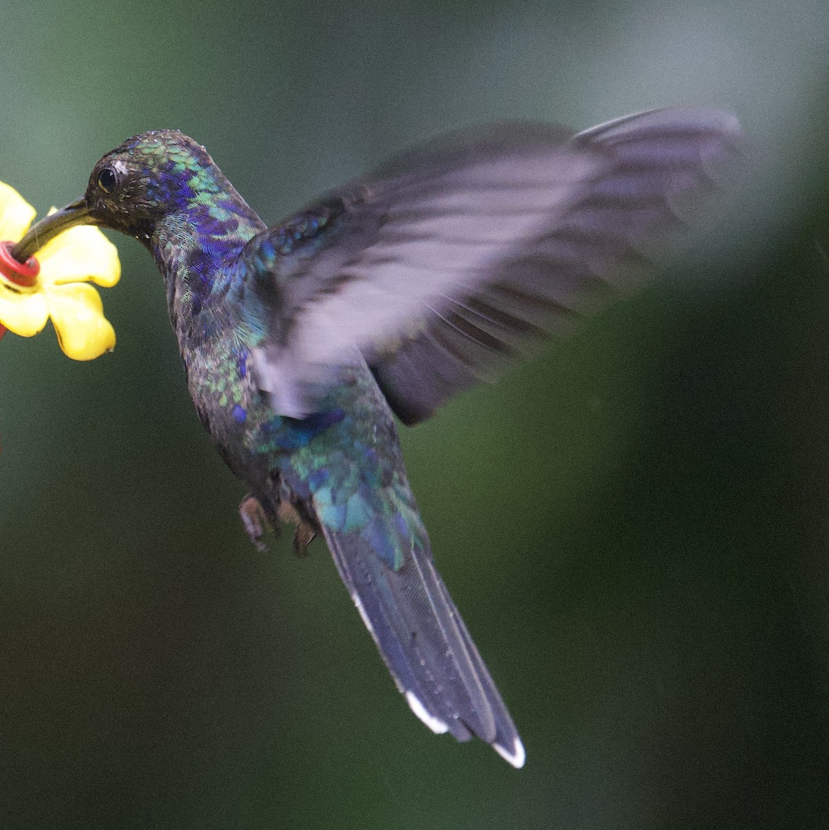 Violet Sabrewing - ML646003828