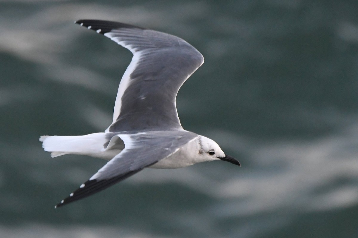 笑鷗 - ML646003829