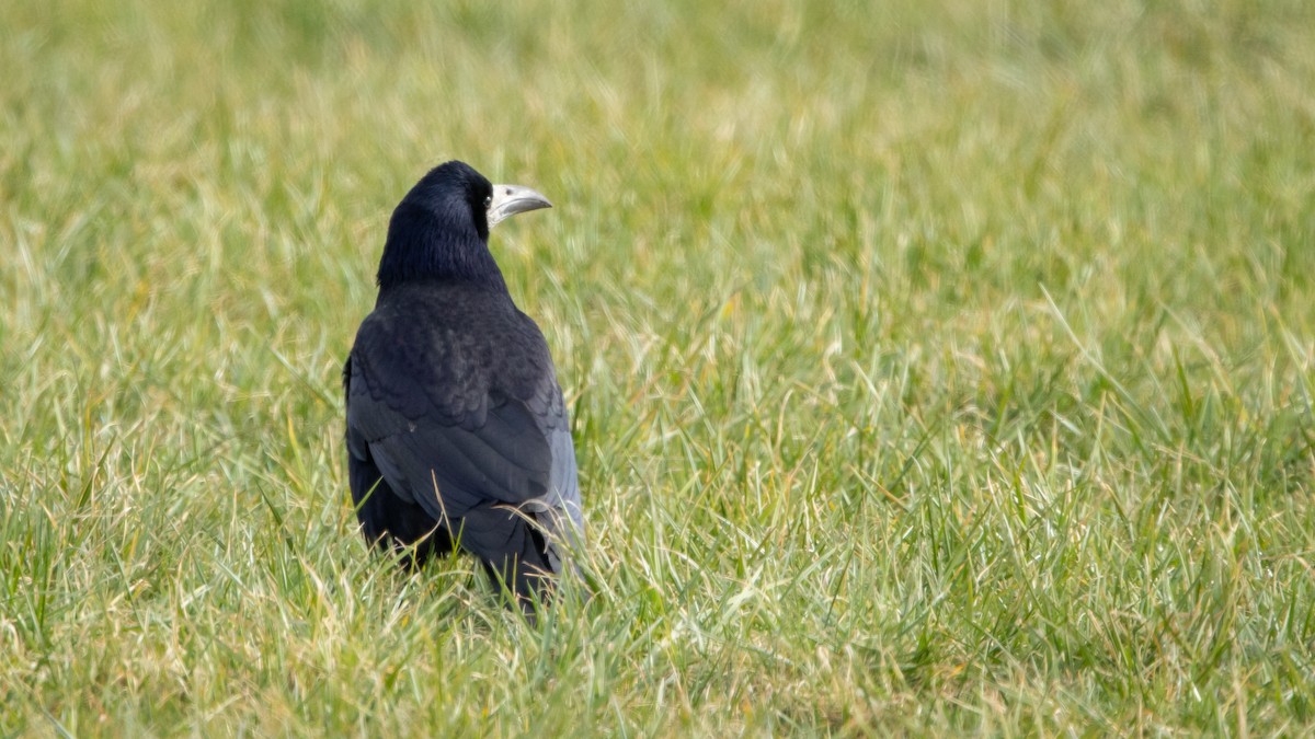 Corbeau freux - ML646003831