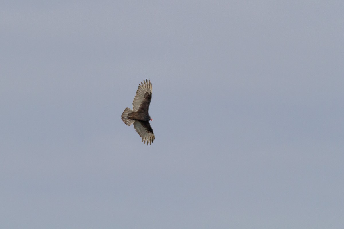 Turkey Vulture - ML646003832