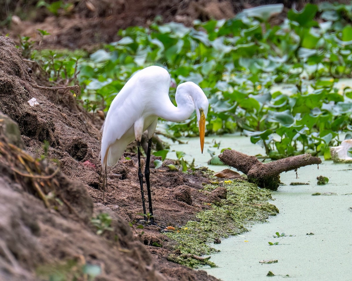 大白鷺 - ML646003833