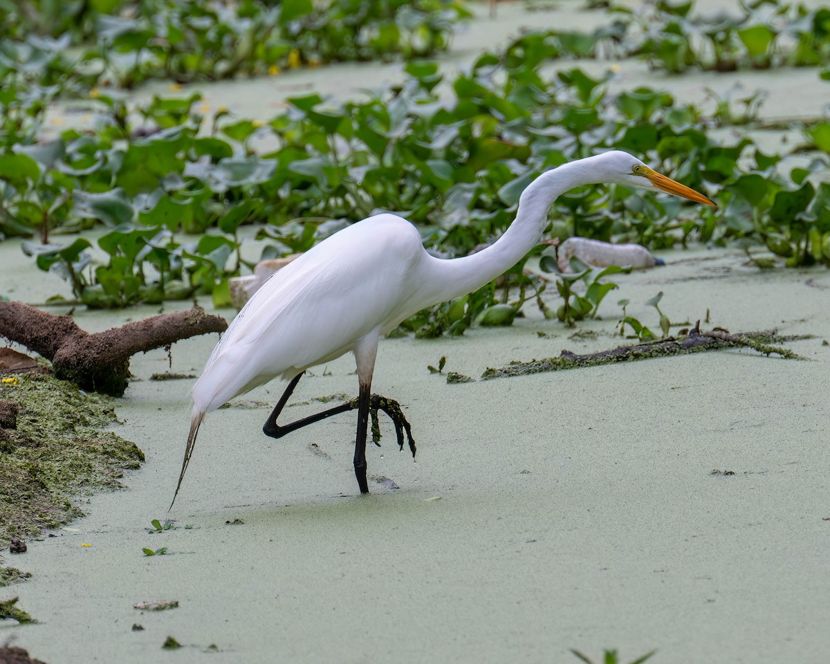 大白鷺 - ML646003834