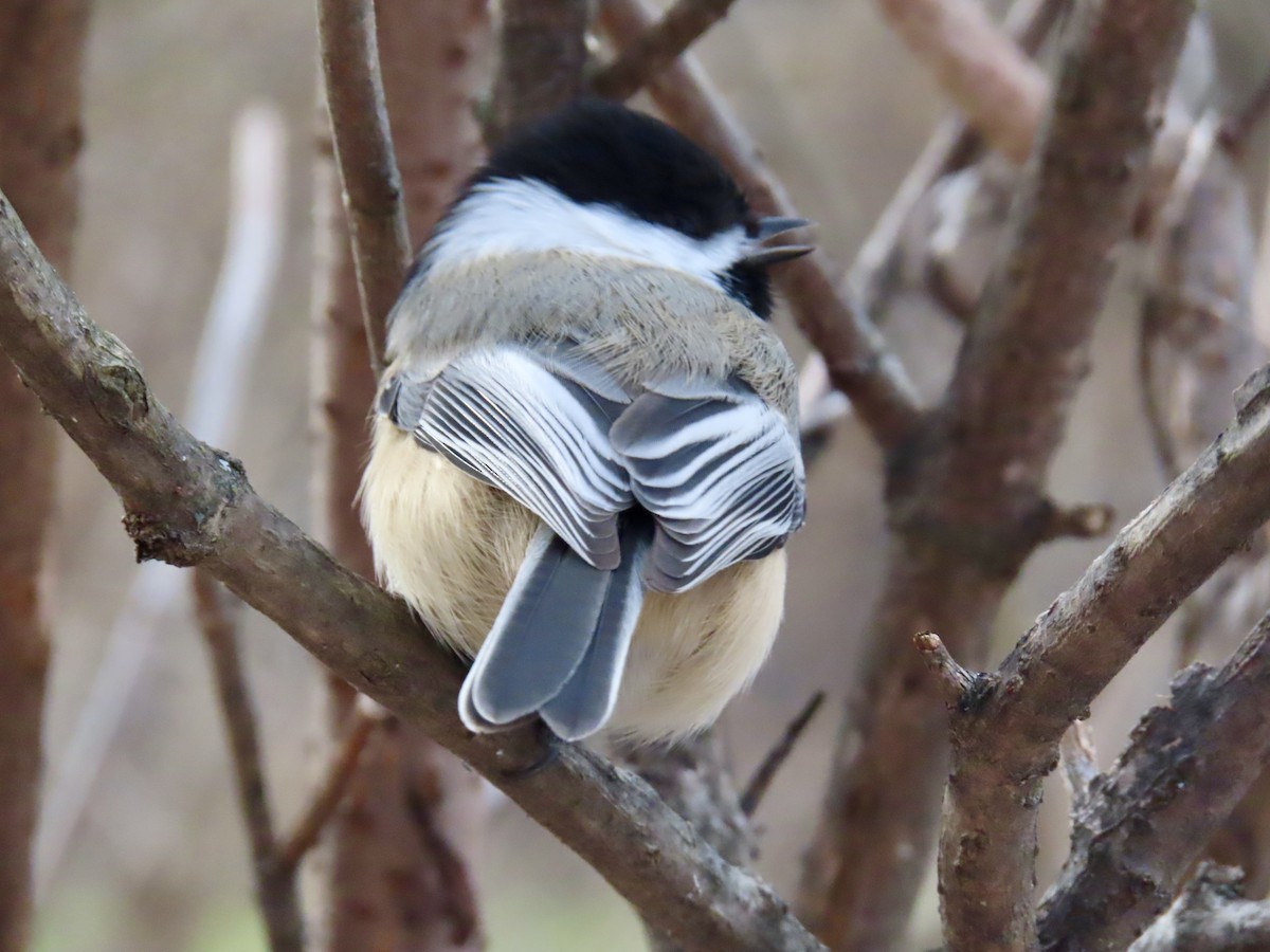 Black-capped Chickadee - ML646003835