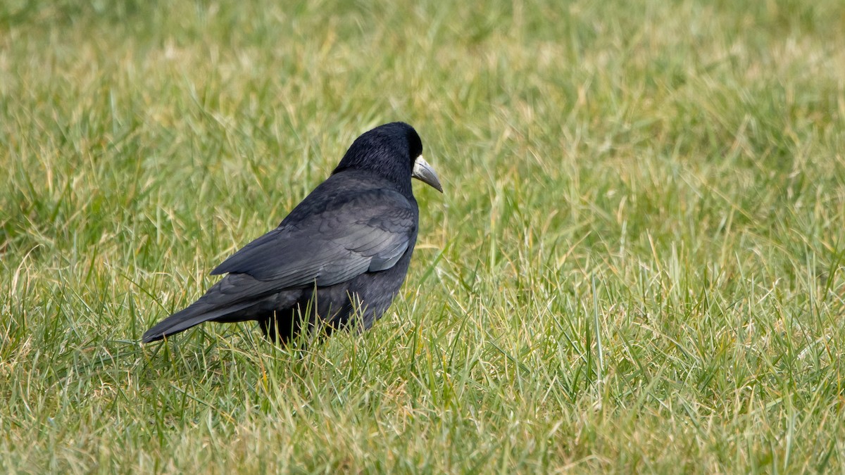 Corbeau freux - ML646003836