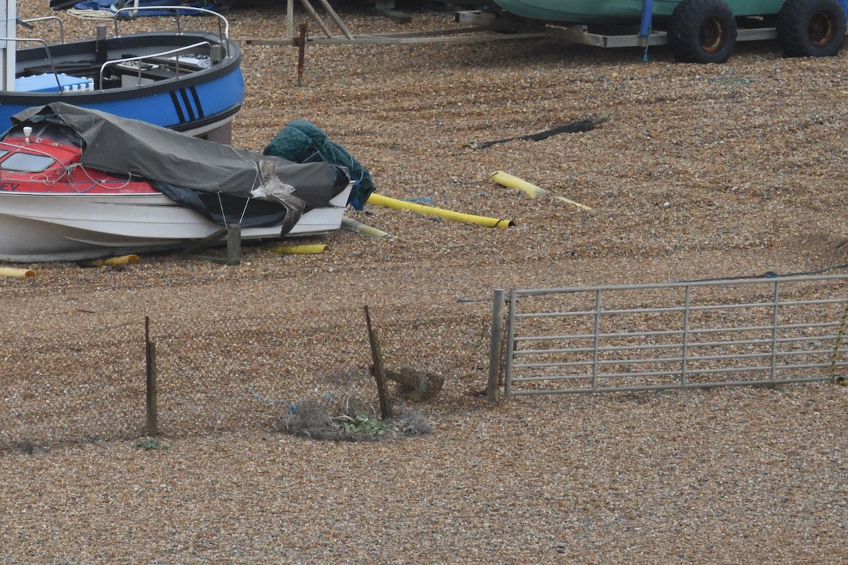 小黑背鷗 - ML646003837