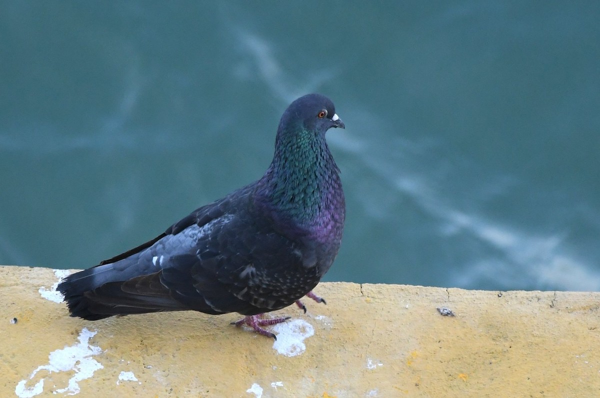 野鴿(野化) - ML646003838