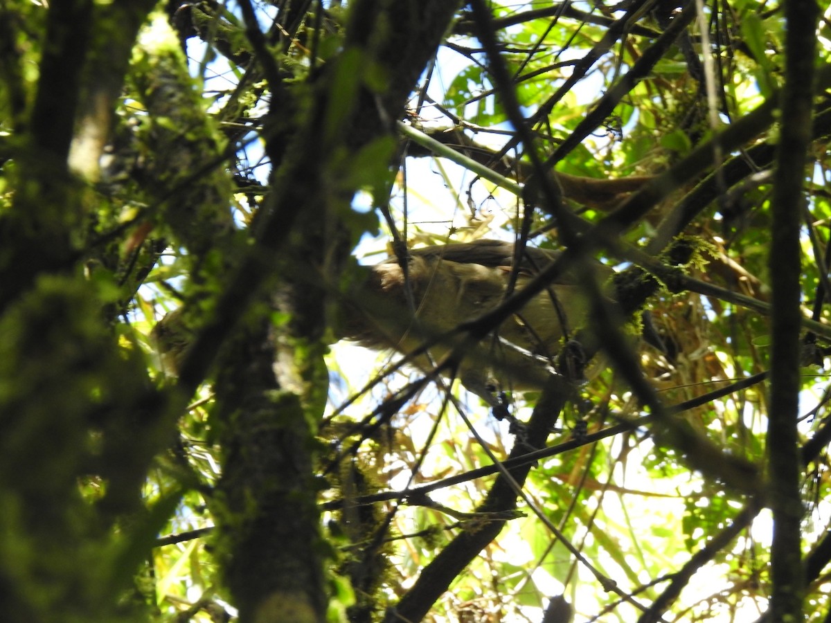 Common Squirrel-Cuckoo - ML646003839