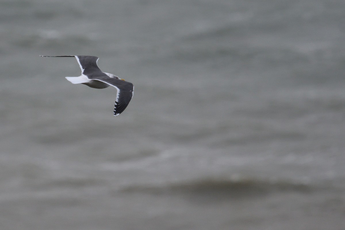 小黑背鷗 - ML646003841